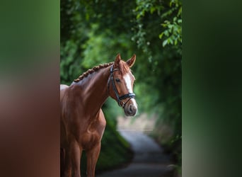 Caballo de deporte alemán, Caballo castrado, 6 años, 168 cm, Alazán