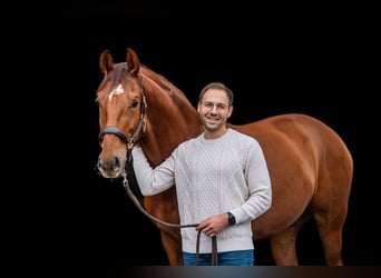 Caballo de deporte alemán, Caballo castrado, 6 años, 168 cm, Alazán