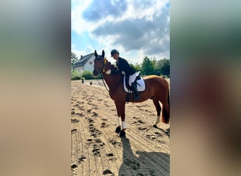 Caballo de deporte alemán, Caballo castrado, 6 años, 168 cm, Alazán