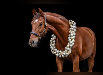 Caballo de deporte alemán, Caballo castrado, 6 años, 168 cm, Alazán
