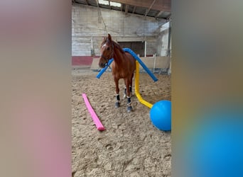 Caballo de deporte alemán, Caballo castrado, 6 años, 168 cm, Alazán