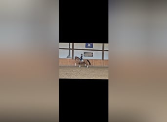 Caballo de deporte alemán, Caballo castrado, 6 años, 168 cm, Alazán