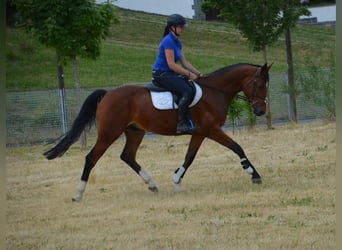 Caballo de deporte alemán, Caballo castrado, 6 años, 168 cm, Castaño