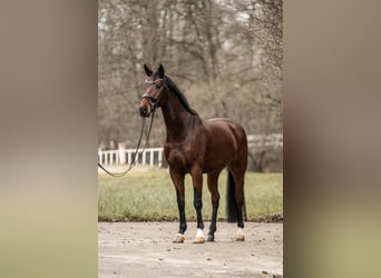 Caballo de deporte alemán, Caballo castrado, 6 años, 168 cm, Castaño