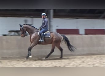 Caballo de deporte alemán, Caballo castrado, 6 años, 168 cm, Castaño