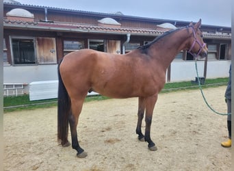 Caballo de deporte alemán, Caballo castrado, 6 años, 168 cm, Castaño