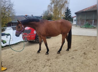 Caballo de deporte alemán, Caballo castrado, 6 años, 168 cm, Castaño