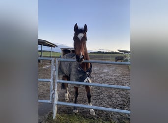 Caballo de deporte alemán, Caballo castrado, 6 años, 168 cm, Castaño