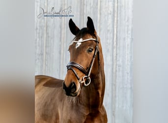 Caballo de deporte alemán, Caballo castrado, 6 años, 168 cm, Castaño