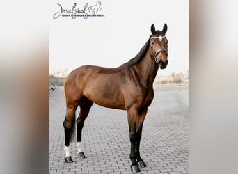 Caballo de deporte alemán, Caballo castrado, 6 años, 168 cm, Castaño