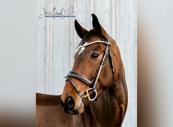 Caballo de deporte alemán, Caballo castrado, 6 años, 168 cm, Castaño