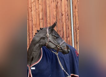 Caballo de deporte alemán, Caballo castrado, 6 años, 168 cm, Negro