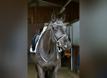 Caballo de deporte alemán, Caballo castrado, 6 años, 168 cm, Negro