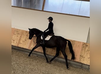 Caballo de deporte alemán, Caballo castrado, 6 años, 168 cm, Negro