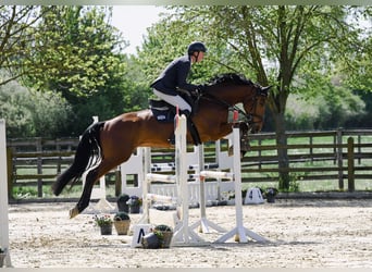 Caballo de deporte alemán, Caballo castrado, 6 años, 169 cm, Castaño