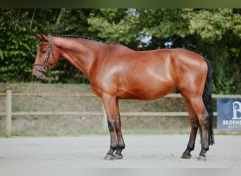 Caballo de deporte alemán, Caballo castrado, 6 años, 169 cm, Castaño