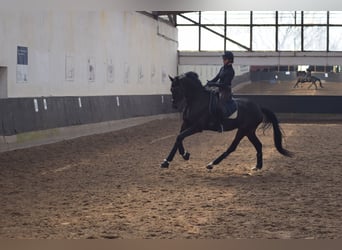 Caballo de deporte alemán, Caballo castrado, 6 años, 169 cm, Castaño oscuro