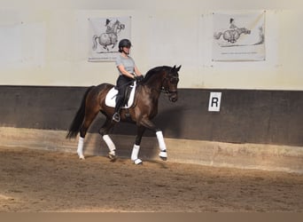 Caballo de deporte alemán, Caballo castrado, 6 años, 169 cm, Castaño oscuro