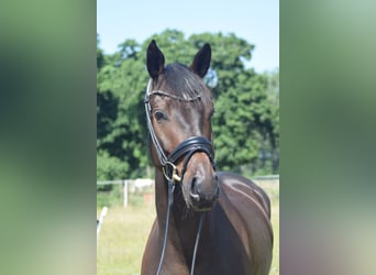 Caballo de deporte alemán, Caballo castrado, 6 años, 169 cm, Castaño oscuro