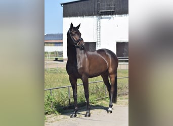Caballo de deporte alemán, Caballo castrado, 6 años, 169 cm, Castaño oscuro