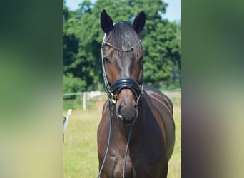 Caballo de deporte alemán, Caballo castrado, 6 años, 169 cm, Castaño oscuro