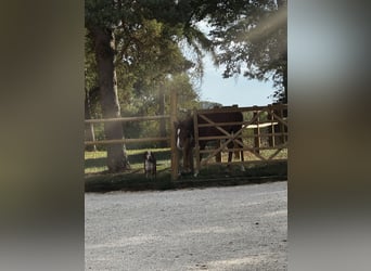 Caballo de deporte alemán, Caballo castrado, 6 años, 169 cm, Castaño oscuro