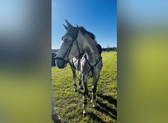 Caballo de deporte alemán, Caballo castrado, 6 años, 169 cm, Tordo