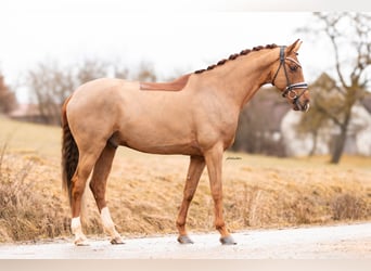 Caballo de deporte alemán, Caballo castrado, 6 años, 170 cm, Alazán