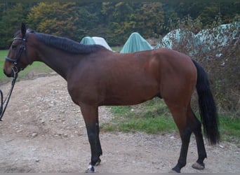 Caballo de deporte alemán, Caballo castrado, 6 años, 170 cm, Castaño