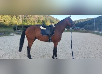 Caballo de deporte alemán, Caballo castrado, 6 años, 170 cm, Castaño