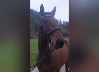 Caballo de deporte alemán, Caballo castrado, 6 años, 170 cm, Castaño