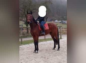 Caballo de deporte alemán, Caballo castrado, 6 años, 170 cm, Castaño