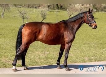 Caballo de deporte alemán, Caballo castrado, 6 años, 170 cm, Castaño