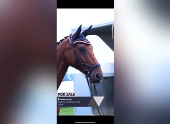 Caballo de deporte alemán, Caballo castrado, 6 años, 170 cm, Castaño