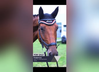 Caballo de deporte alemán, Caballo castrado, 6 años, 170 cm, Castaño