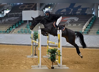 Caballo de deporte alemán, Caballo castrado, 6 años, 170 cm, Castaño