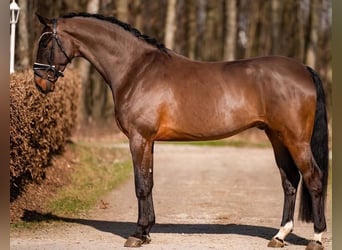 Caballo de deporte alemán, Caballo castrado, 6 años, 170 cm, Castaño oscuro