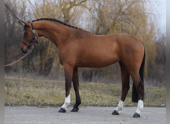 Caballo de deporte alemán, Caballo castrado, 6 años, 170 cm, Castaño rojizo