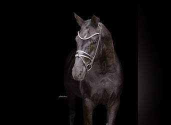 Caballo de deporte alemán, Caballo castrado, 6 años, 170 cm, Negro