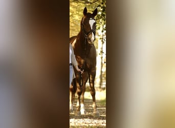 Caballo de deporte alemán, Caballo castrado, 6 años, 171 cm, Alazán-tostado