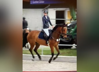 Caballo de deporte alemán, Caballo castrado, 6 años, 171 cm, Castaño