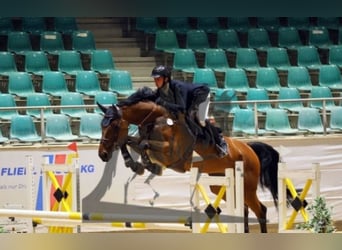 Caballo de deporte alemán, Caballo castrado, 6 años, 171 cm, Castaño