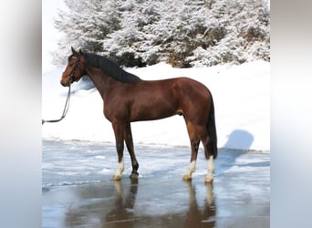 Caballo de deporte alemán, Caballo castrado, 6 años, 171 cm, Castaño rojizo