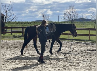 Caballo de deporte alemán, Caballo castrado, 6 años, 171 cm, Tordo