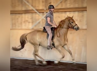 Caballo de deporte alemán, Caballo castrado, 6 años, 172 cm, Alazán