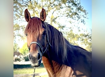 Caballo de deporte alemán, Caballo castrado, 6 años, 172 cm, Alazán