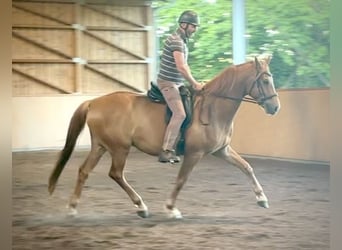 Caballo de deporte alemán, Caballo castrado, 6 años, 172 cm, Alazán