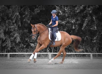 Caballo de deporte alemán, Caballo castrado, 6 años, 172 cm, Alazán