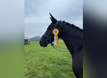 Caballo de deporte alemán, Caballo castrado, 6 años, 172 cm, Negro