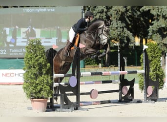 Caballo de deporte alemán, Caballo castrado, 6 años, 172 cm, Tordo